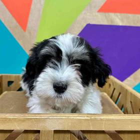Havanese