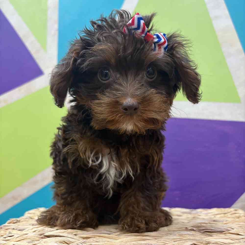 carousel pet images