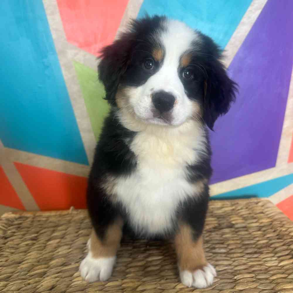 Image of a pet breed in the gallery