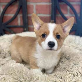 Pembroke Welsh Corgi