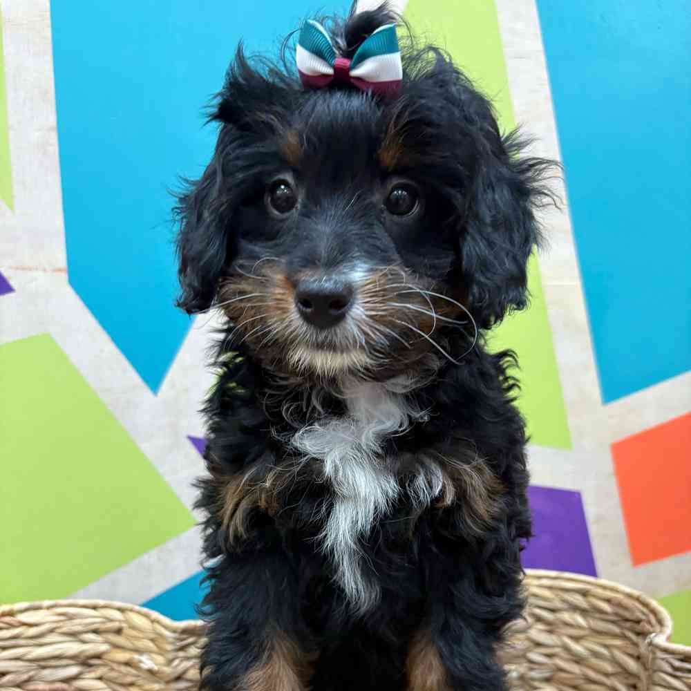 carousel pet images