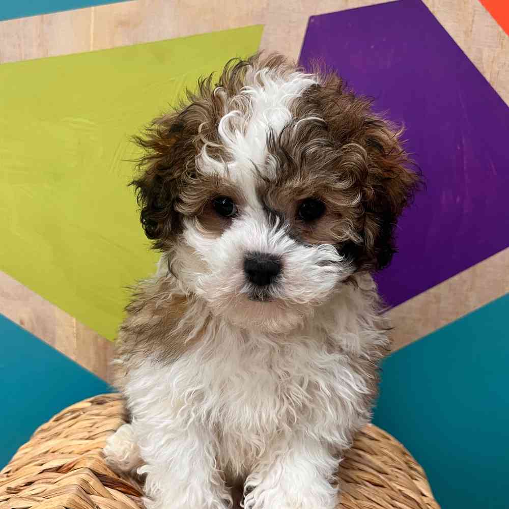 Lhasa-Poo Puppies for sale at Petland Joplin.