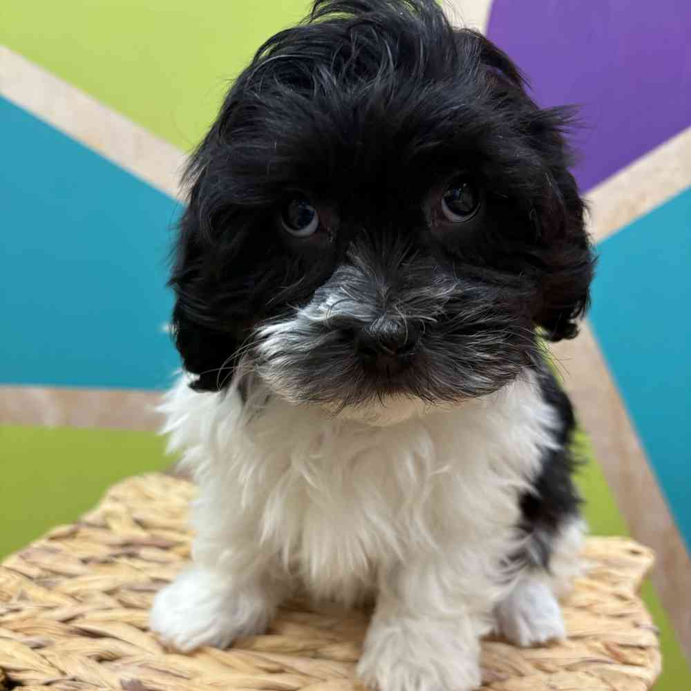Image of a pet breed in the gallery