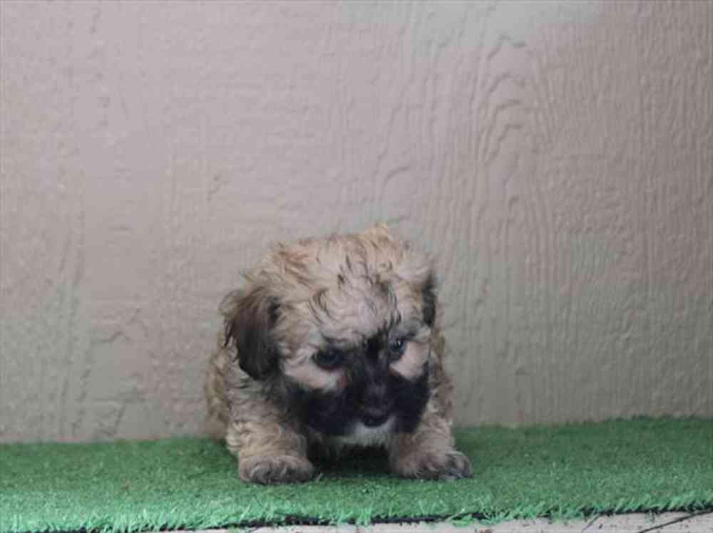 Image of a pet breed in the gallery