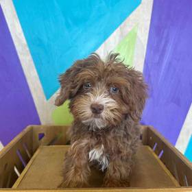 Yorkie-Poo