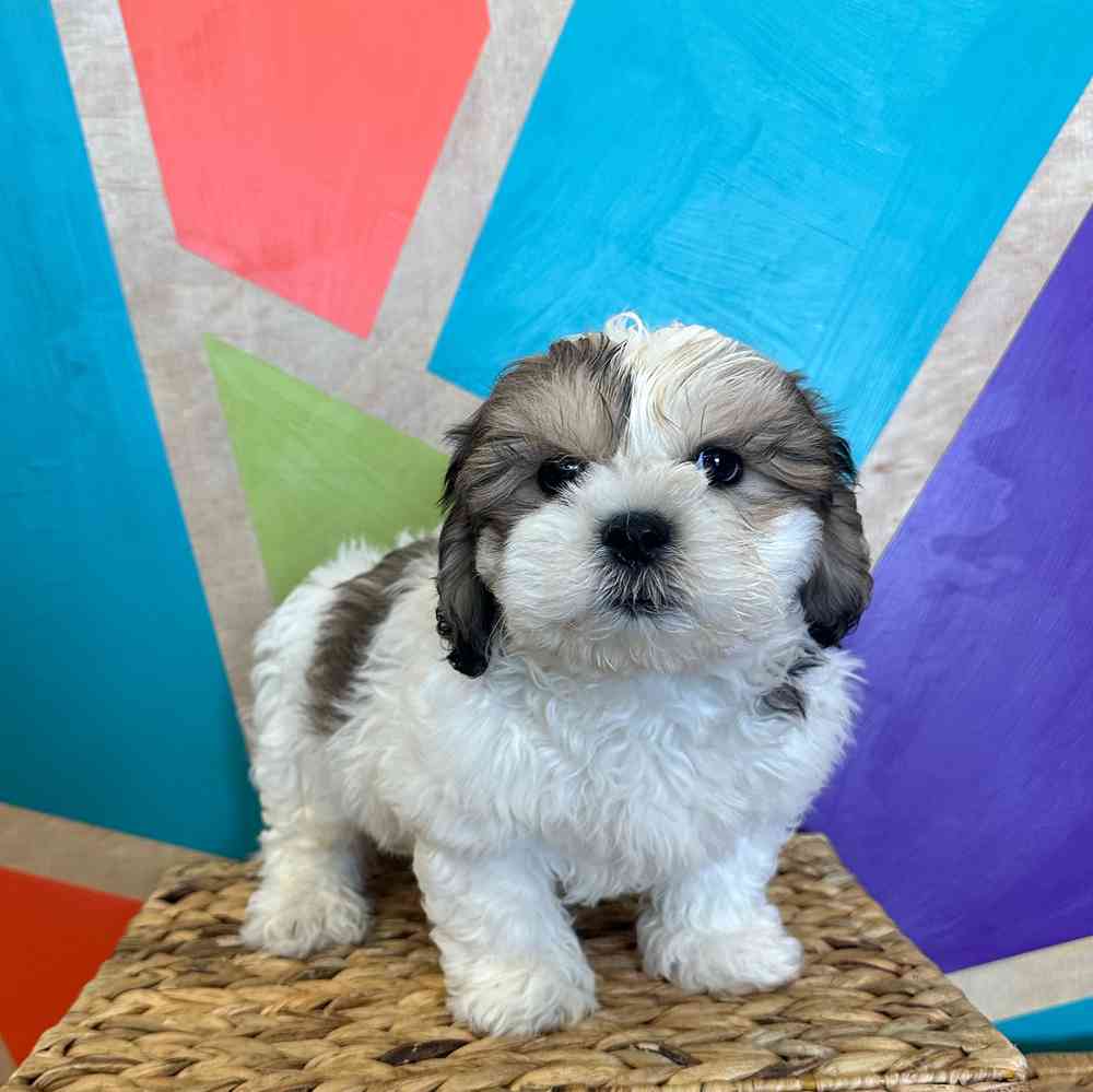carousel pet images