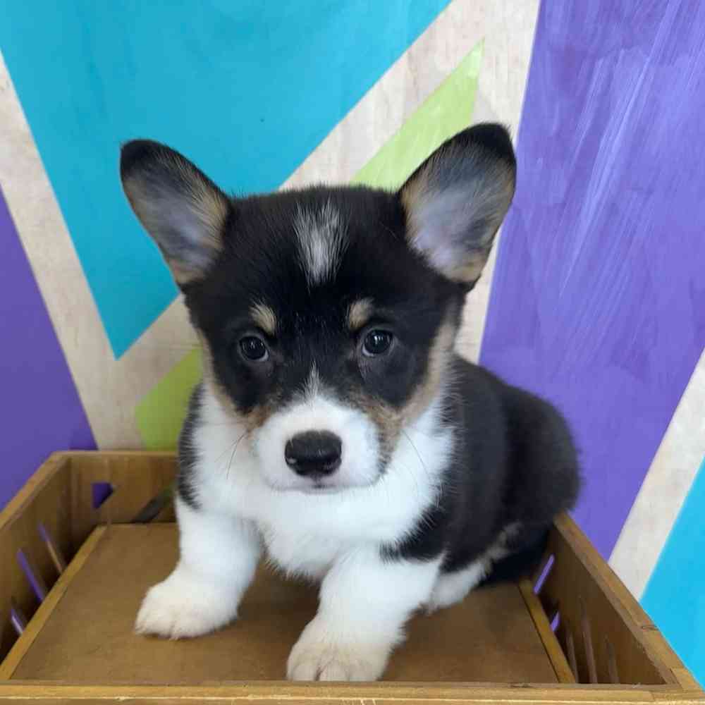 carousel pet images