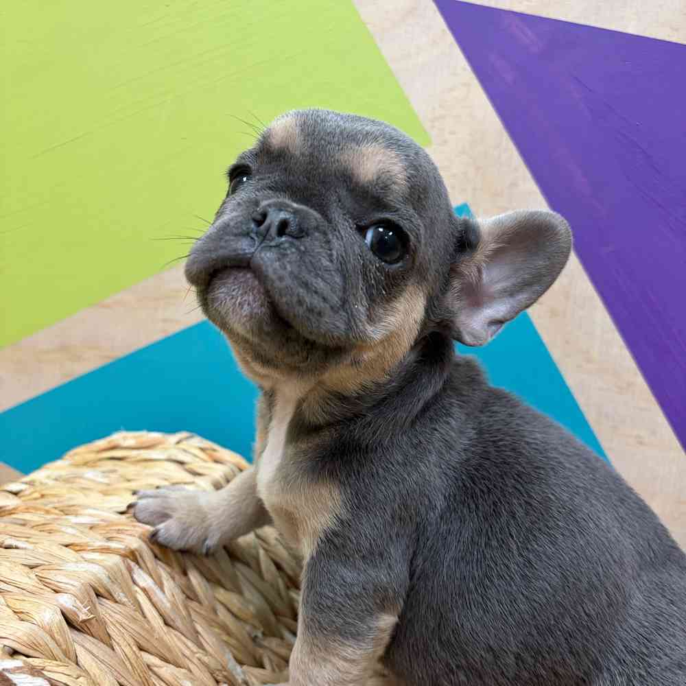 carousel pet images