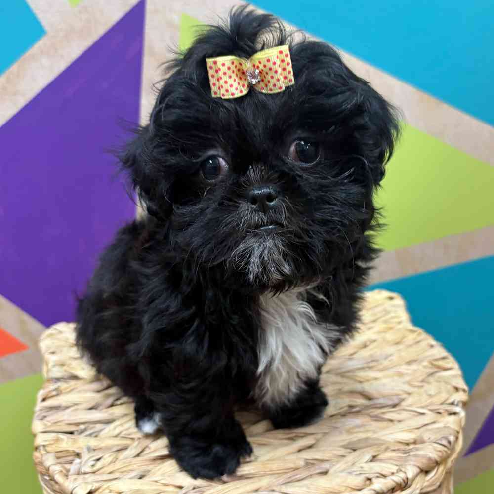 carousel pet images