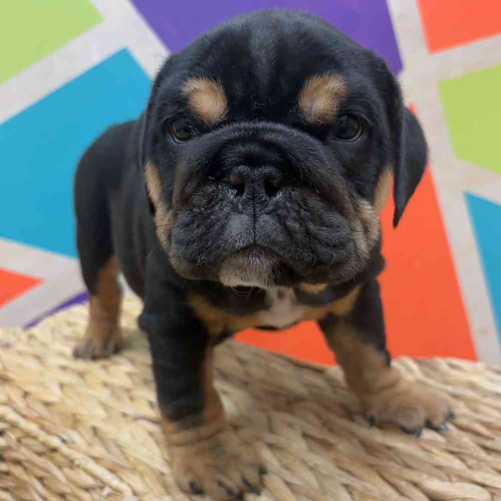 carousel pet images