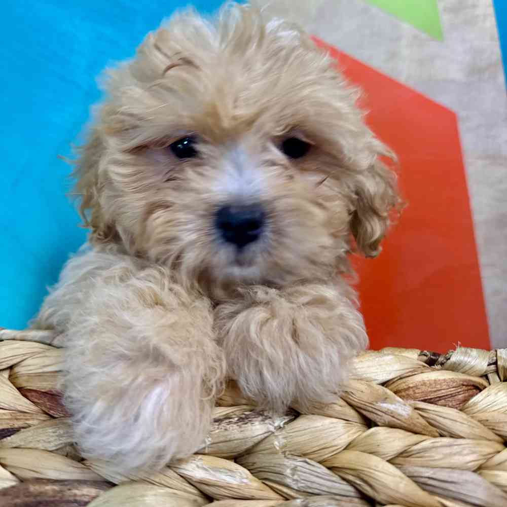 Lhasa-Poo Puppies for sale at Petland Joplin.