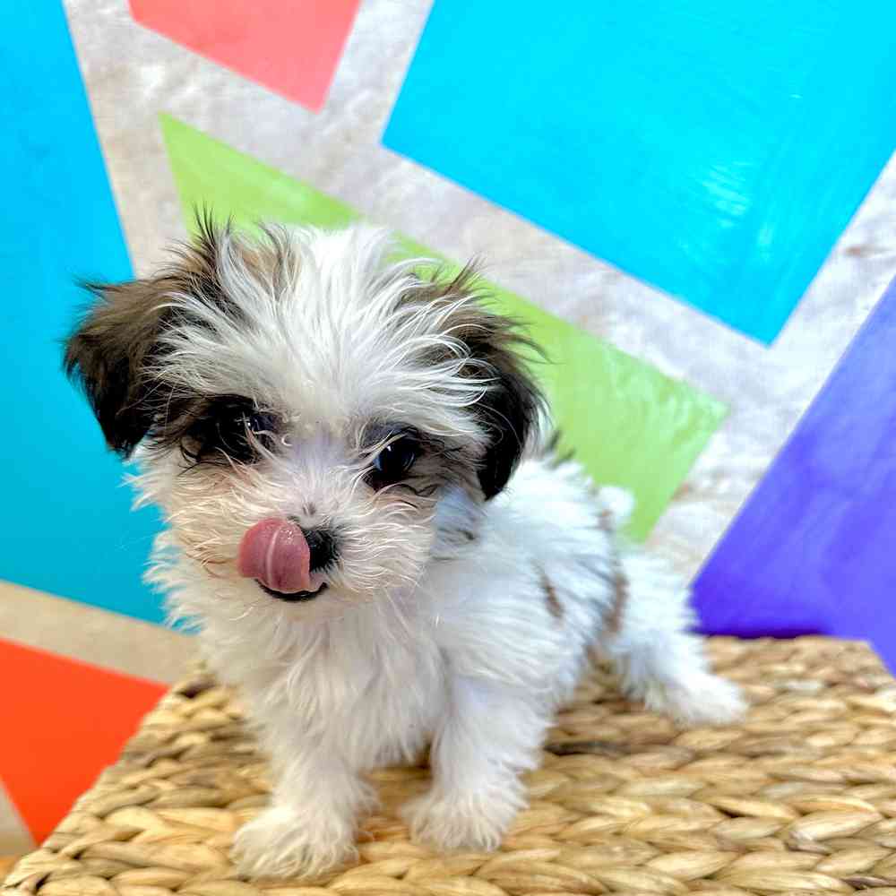 carousel pet images
