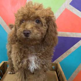 BichonPoo