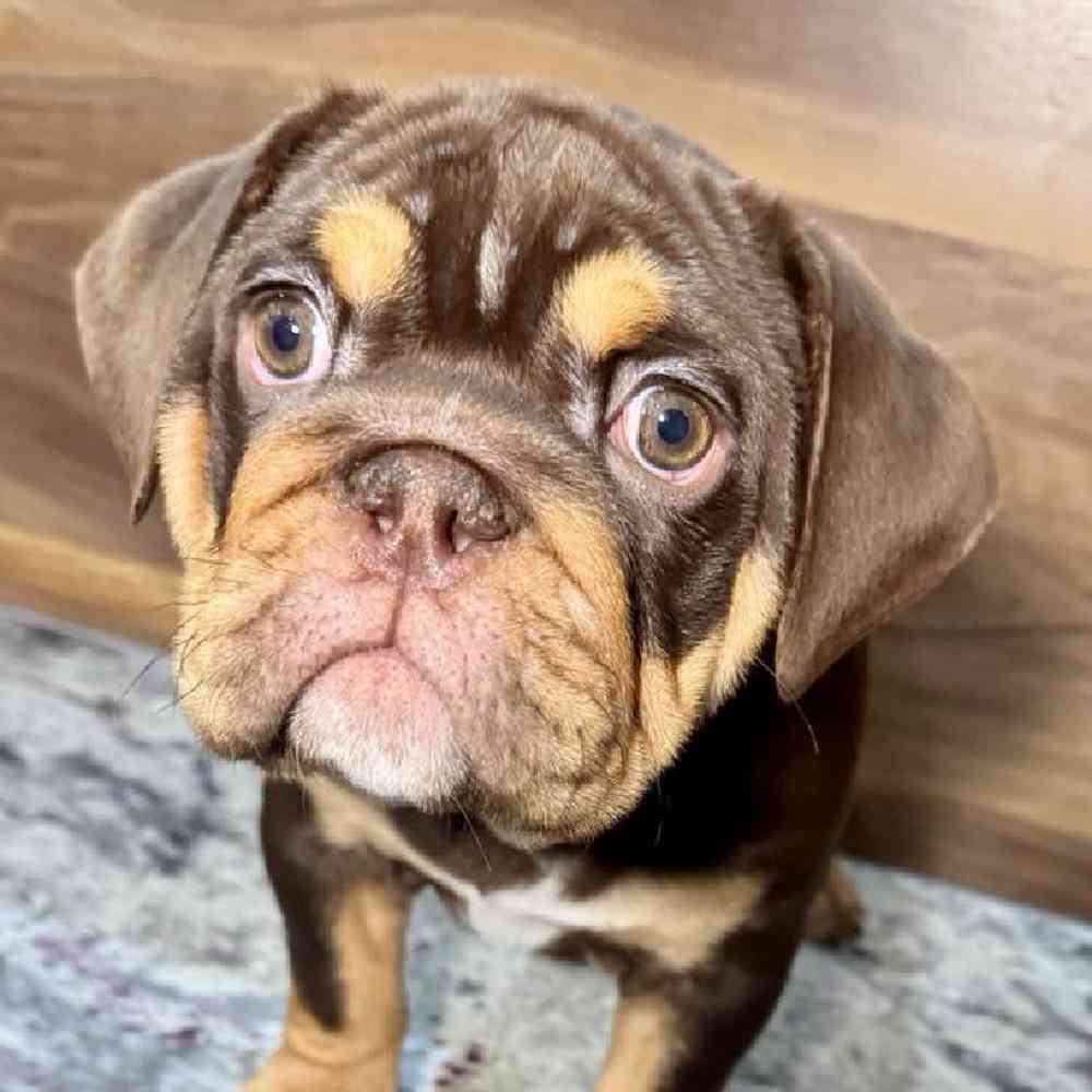 carousel pet images