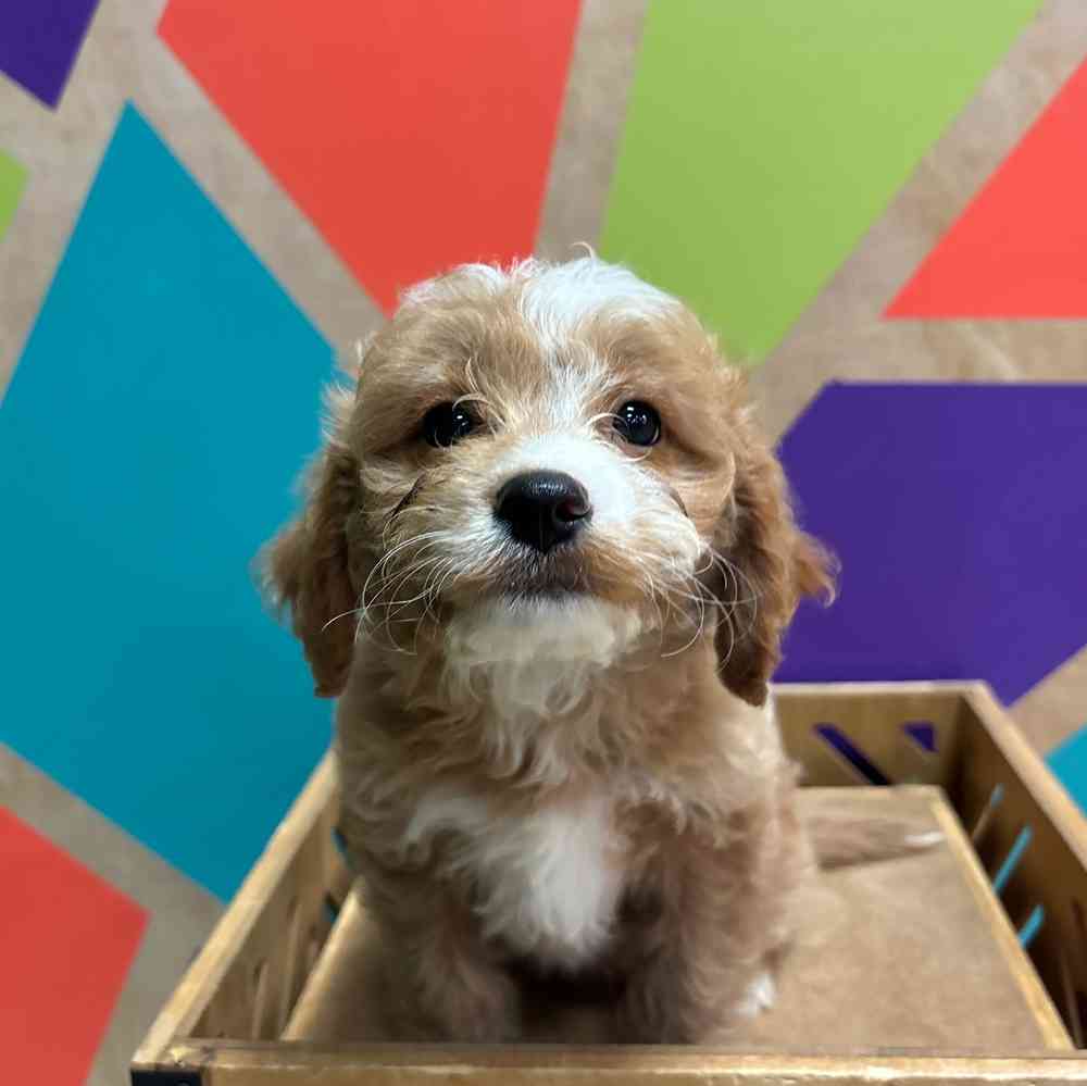 carousel pet images