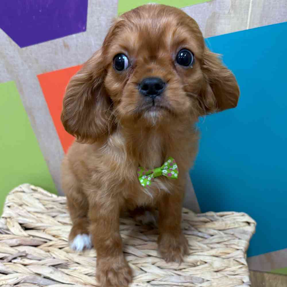 carousel pet images