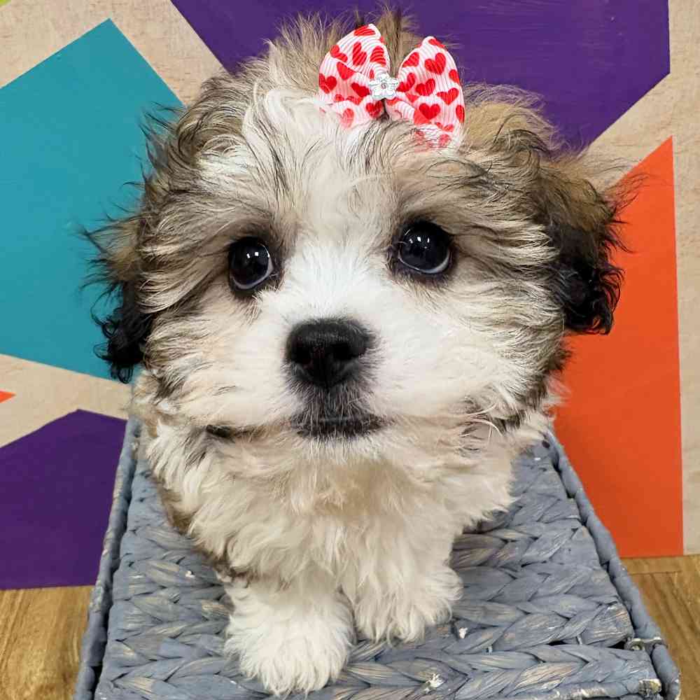 carousel pet images