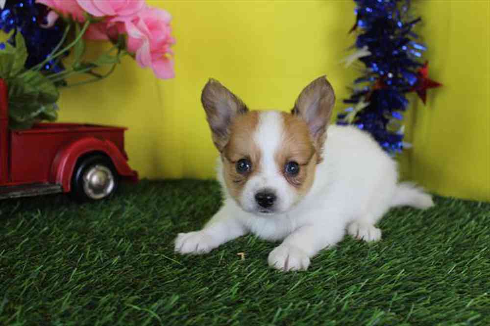 carousel pet images