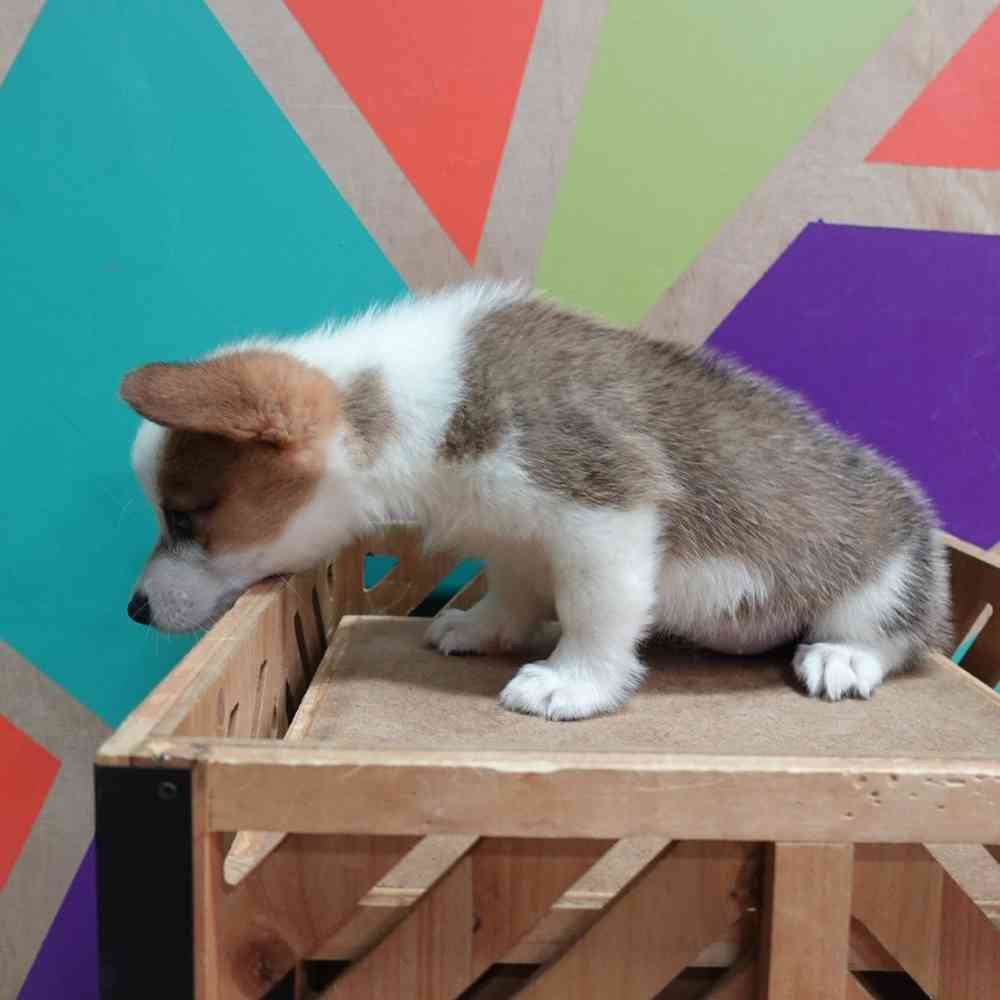 carousel pet images