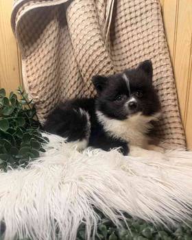 Pomeranian