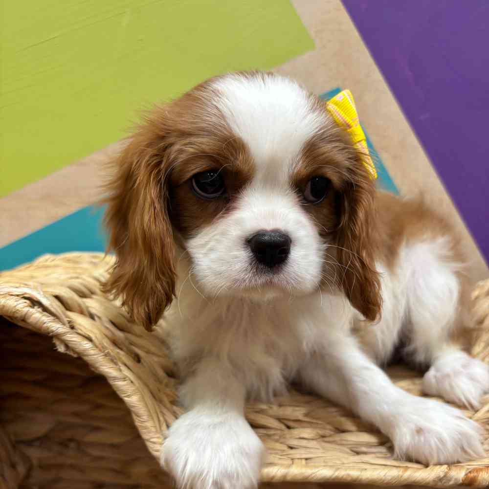 pet breed image