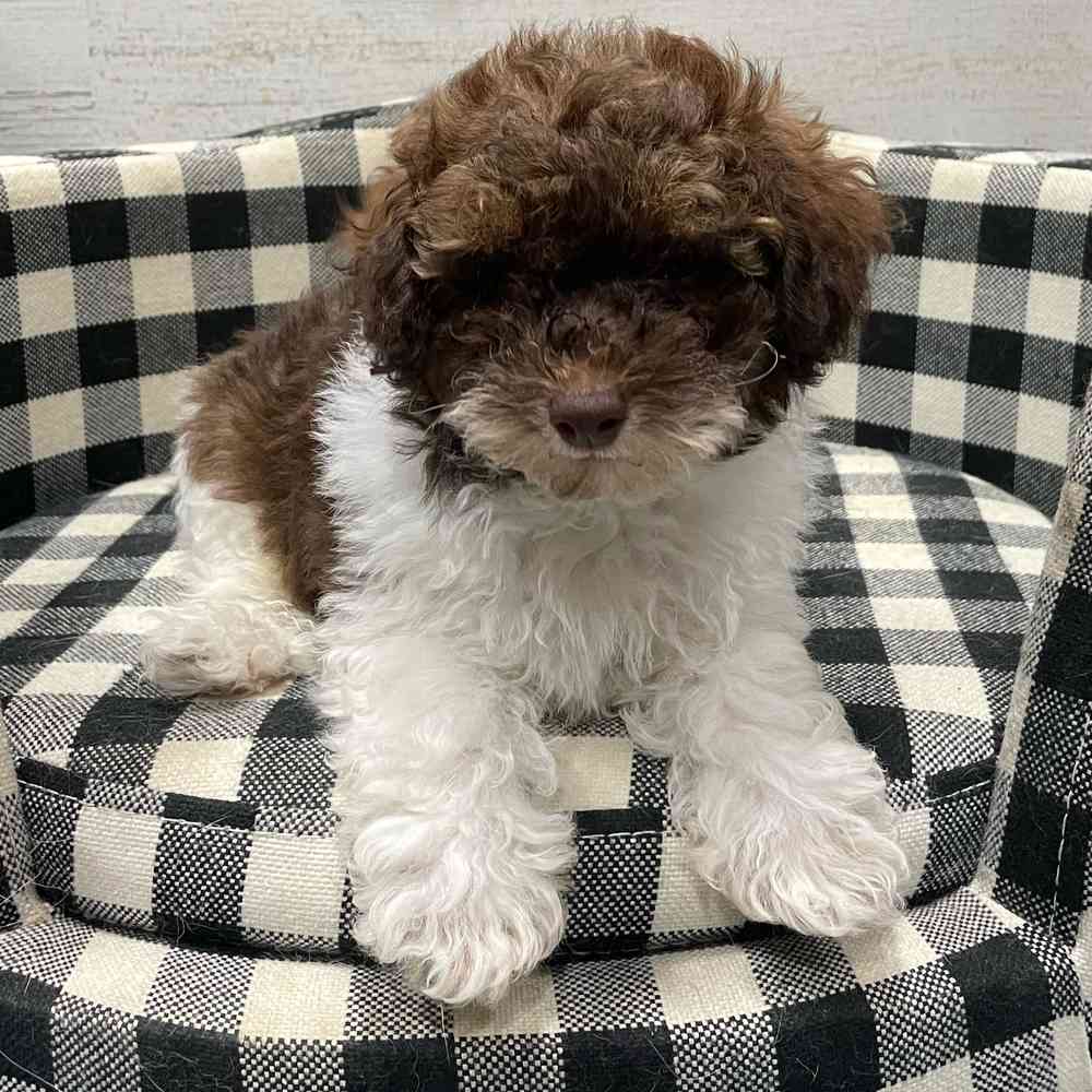 carousel pet images