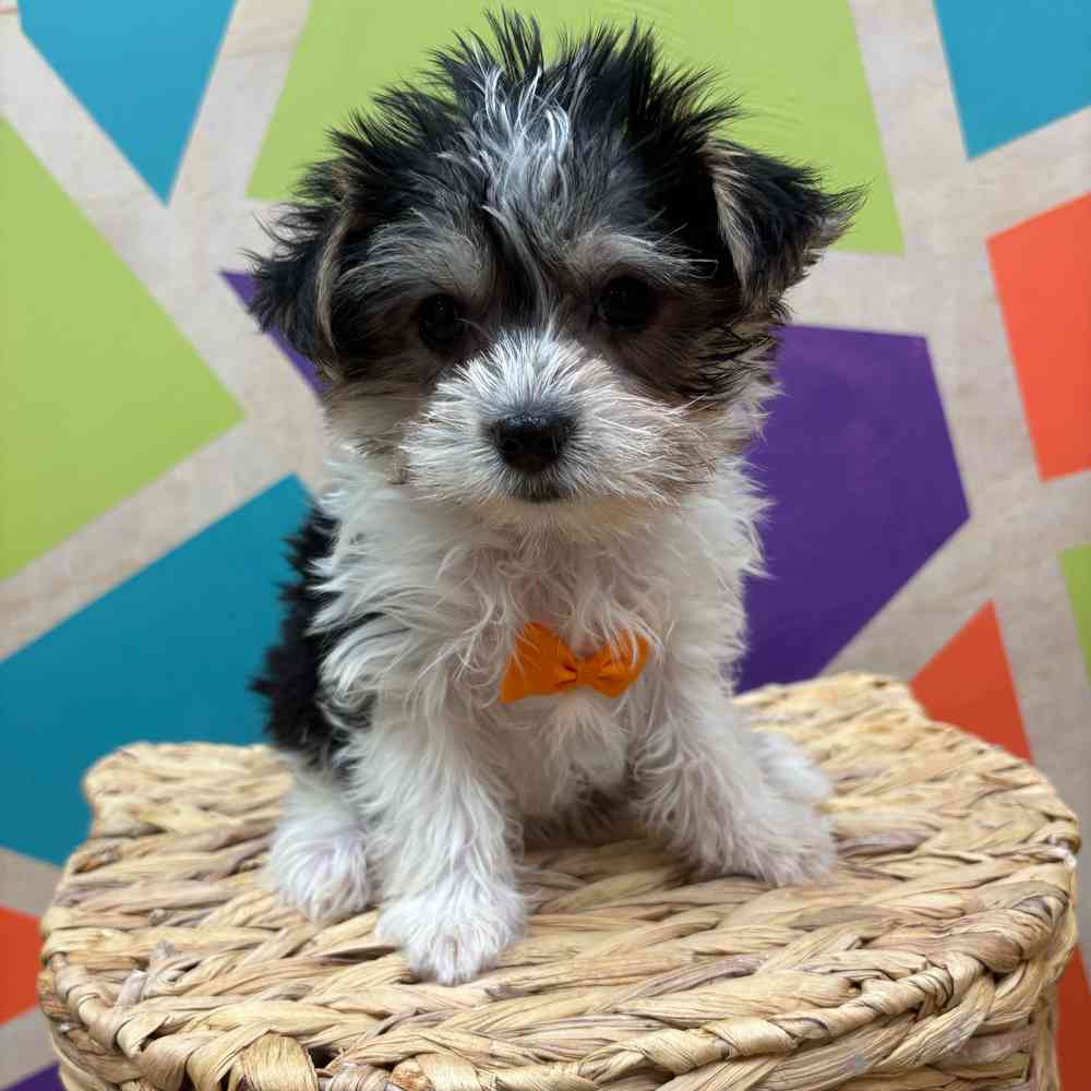 carousel pet images