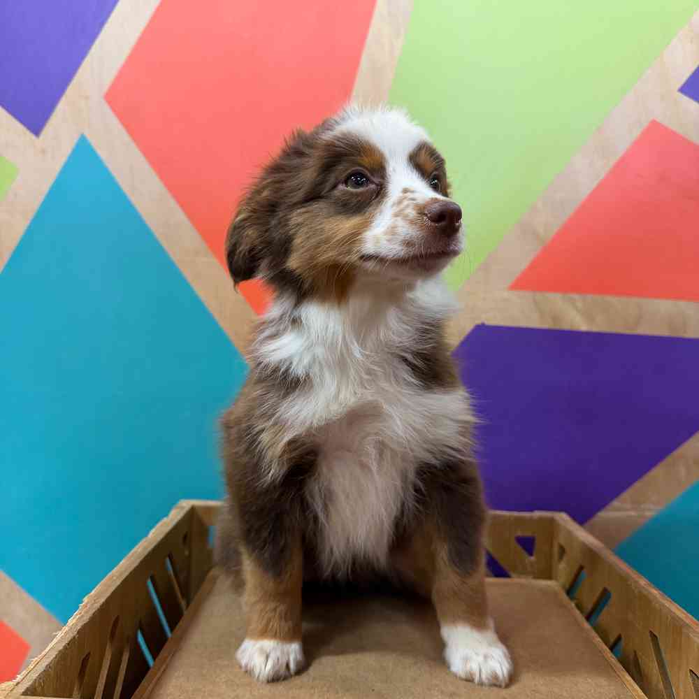 pet breed image