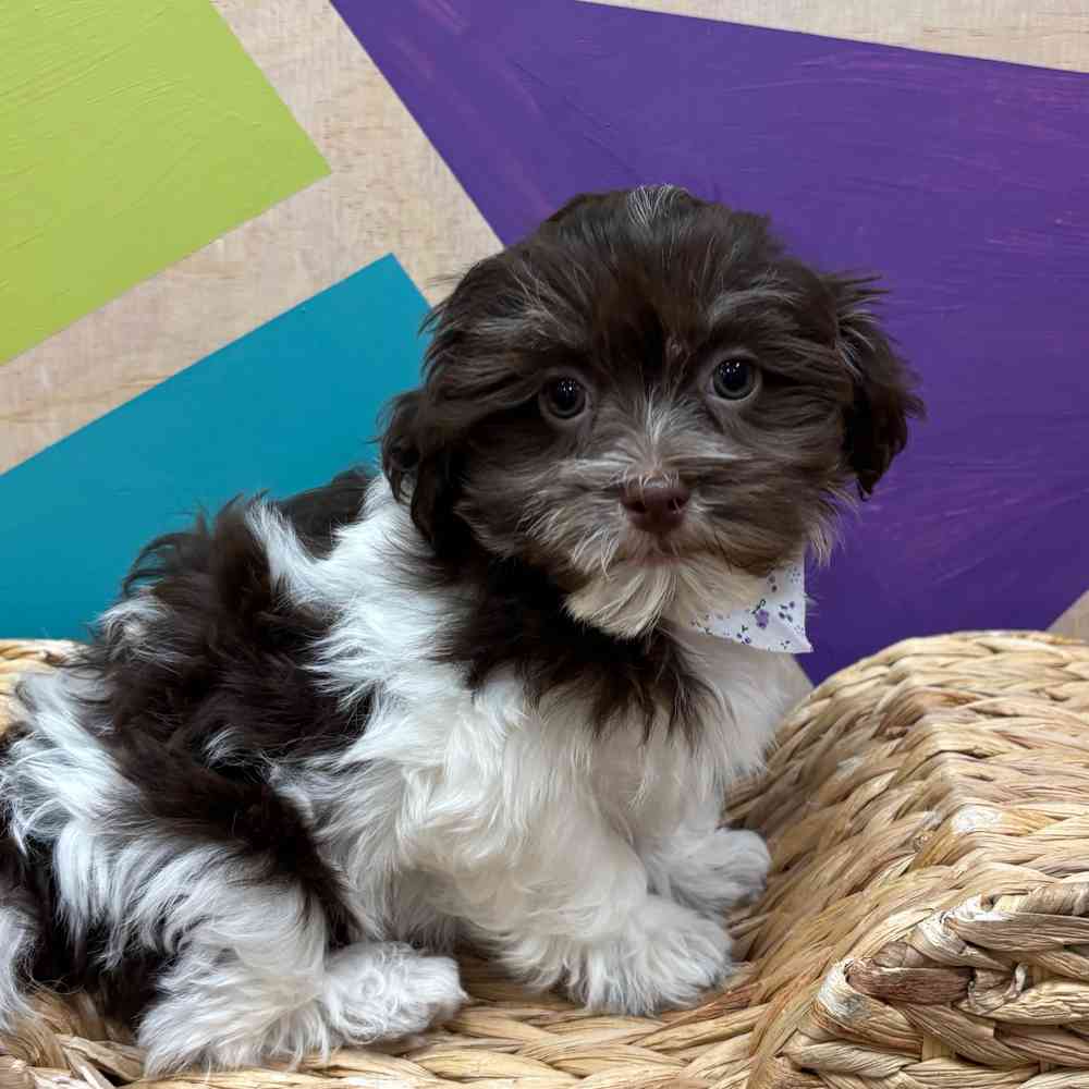 pet breed image