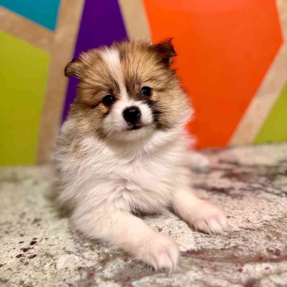 carousel pet images