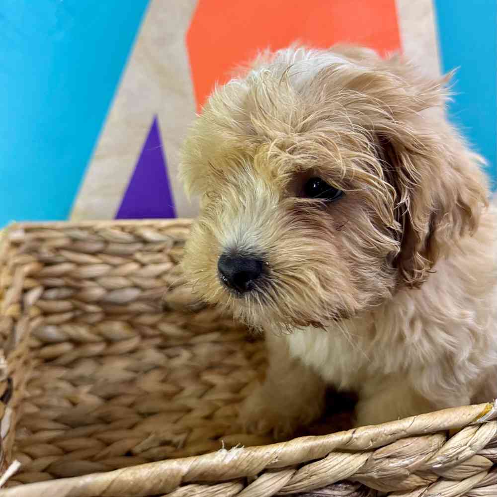 Lhasa-Poo Puppies for sale at Petland Joplin.