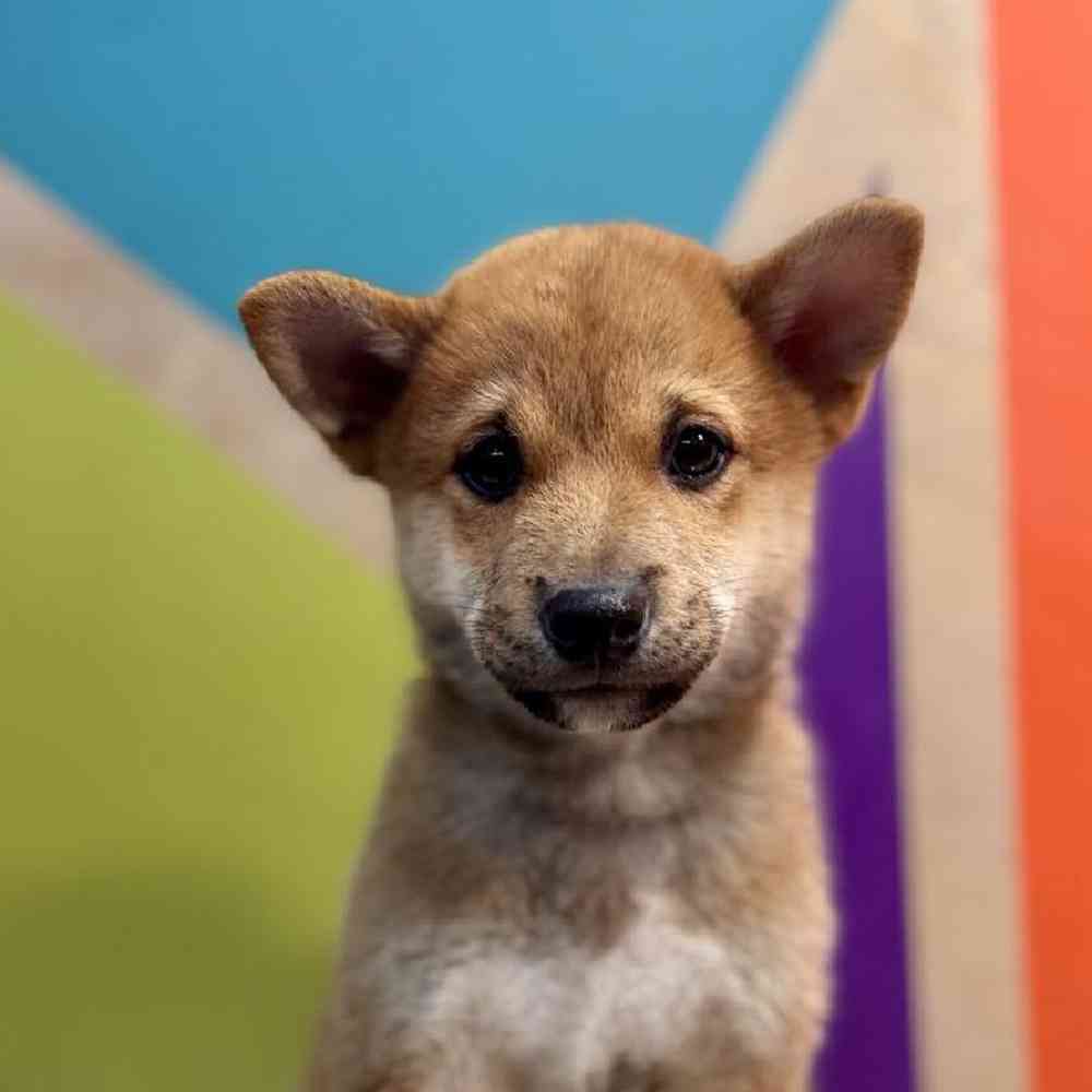 carousel pet images