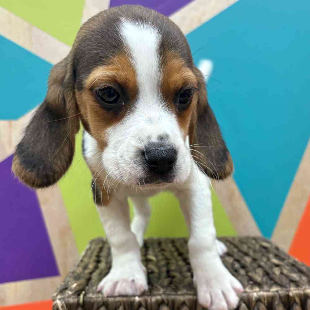 carousel pet images