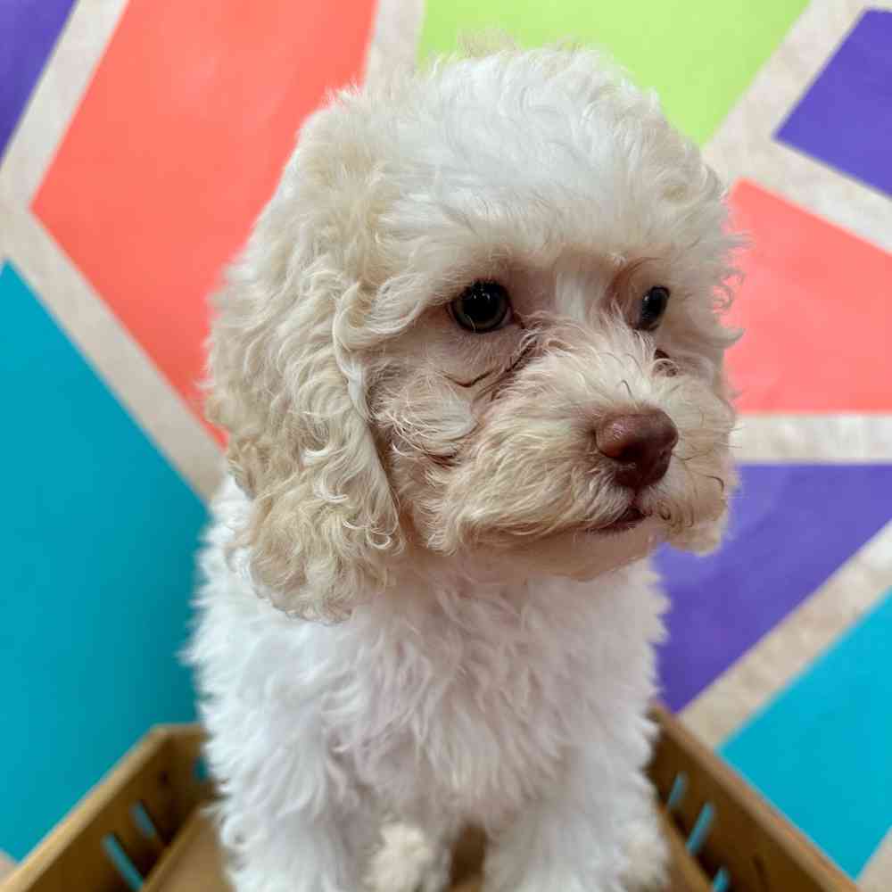 carousel pet images