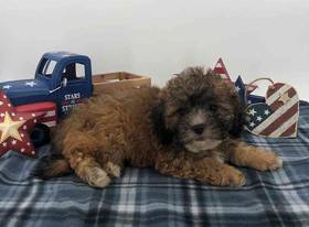 Lhasa-Poo