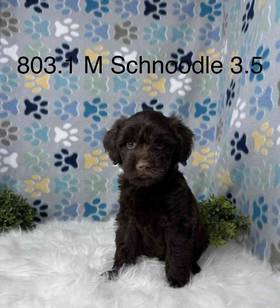 Schnoodle