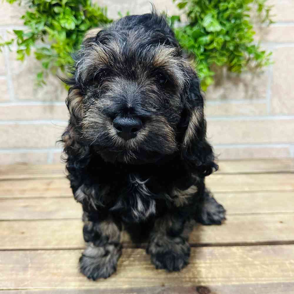 Julio