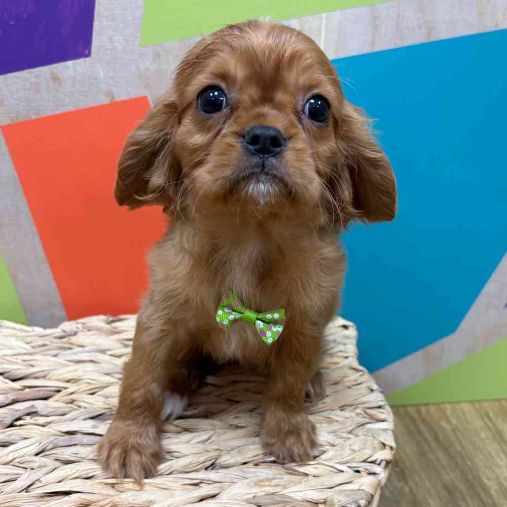 carousel pet images