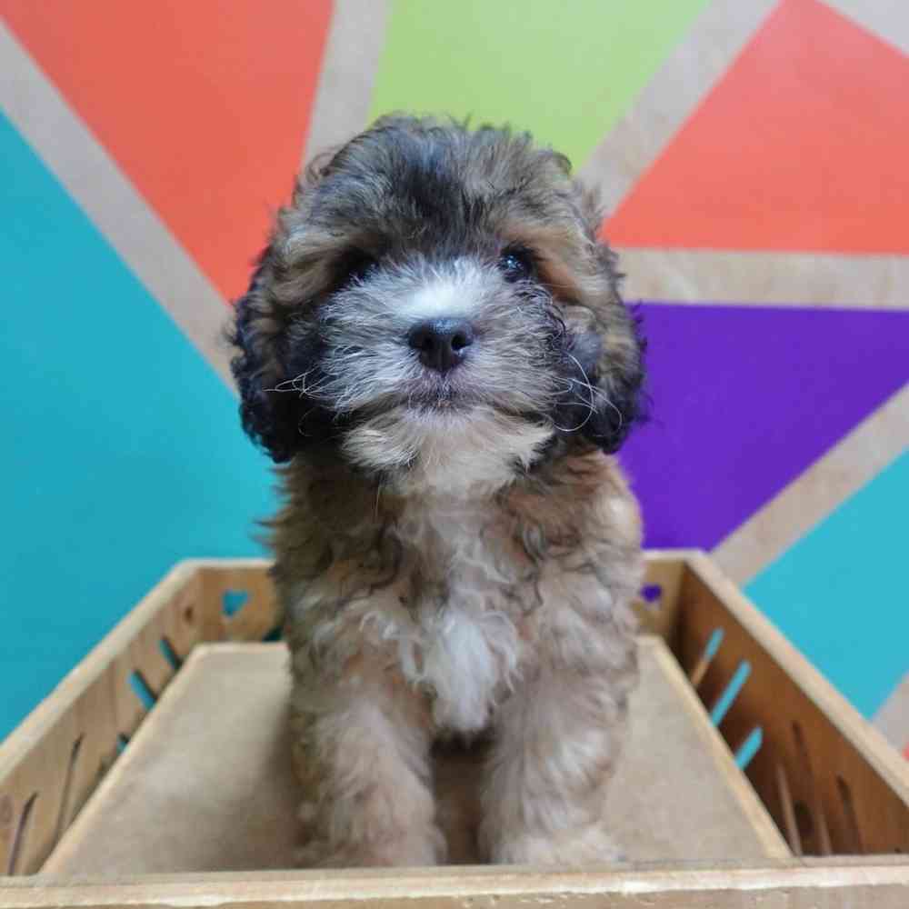 carousel pet images