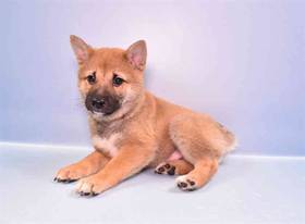 Shiba Inu