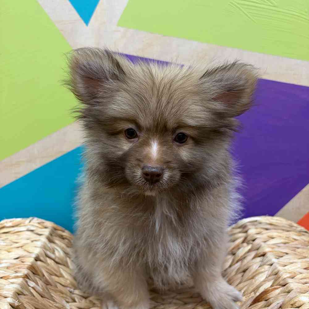 carousel pet images
