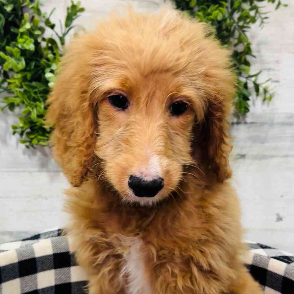 carousel pet images
