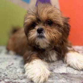 Shih Tzu