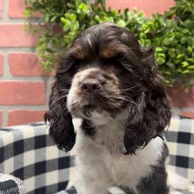 Cocker Spaniel