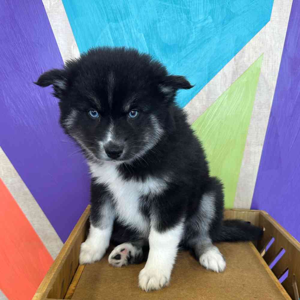 carousel pet images