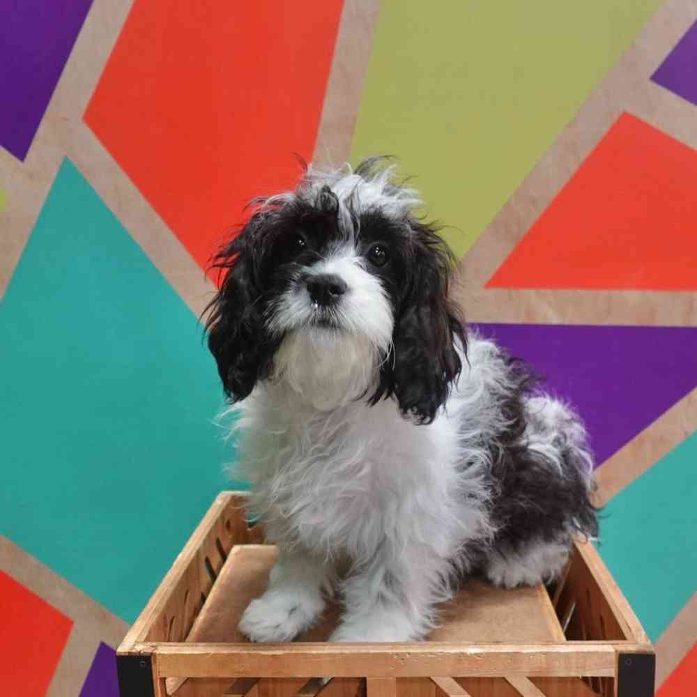 carousel pet images