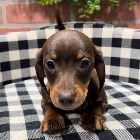 Dachshund