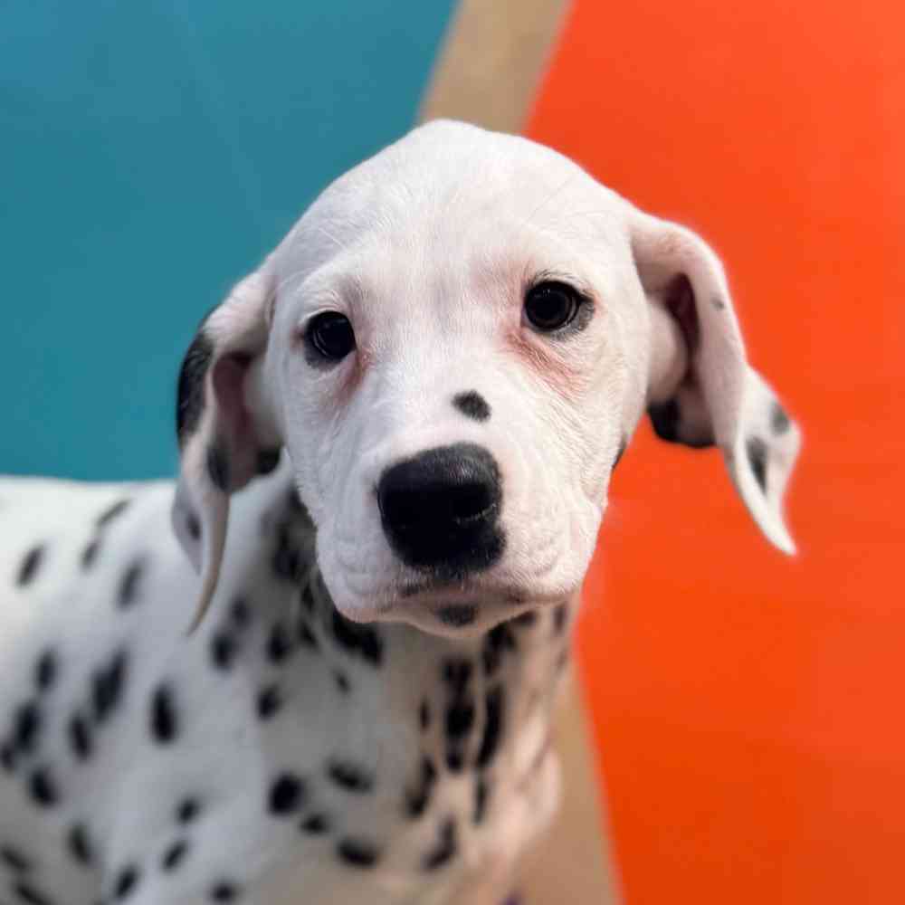 Image of a pet breed in the gallery