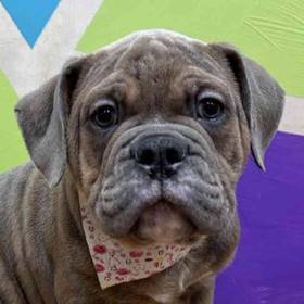Old English Bulldog