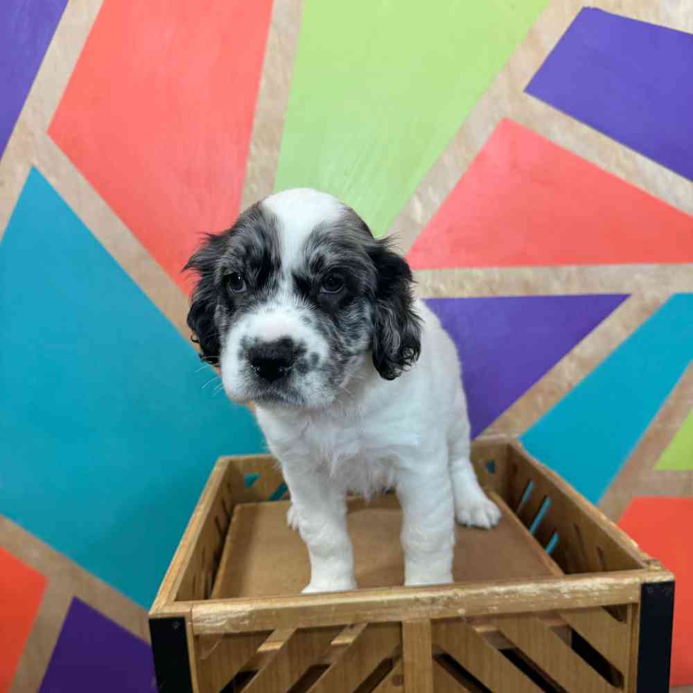 carousel pet images